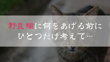 野良猫に餌をあげる人にやって欲しい事！保護しろとは…