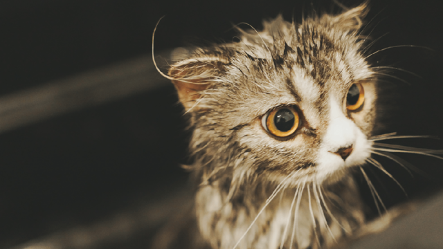 野良猫