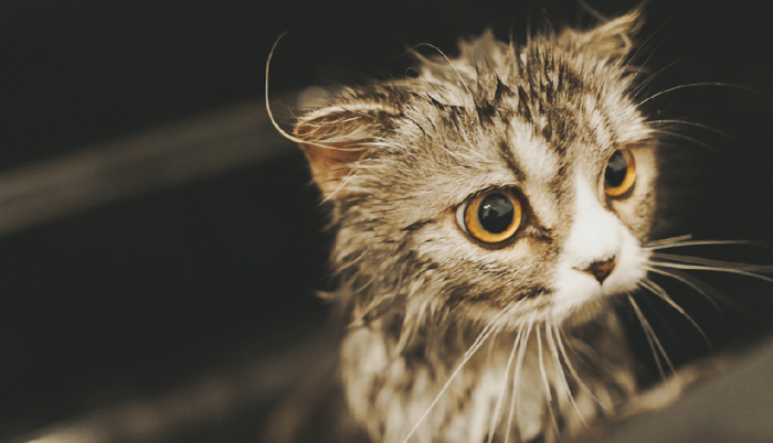 野良猫