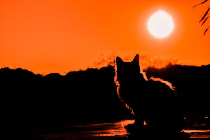 野良猫-03