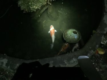 四国歩き遍路日記41日目：ツナ缶パンデミックからの鼻銀杏で笑顔満開