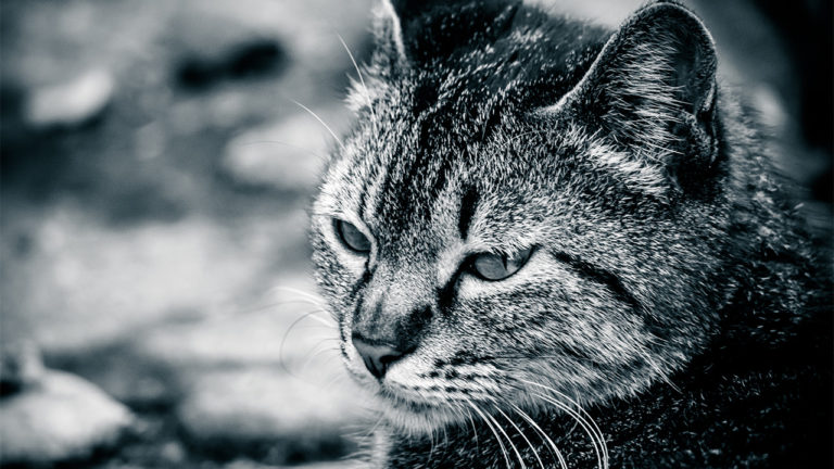 ネコ】野良猫に餌をあげる人にやって欲しい事！保護しろとはu2026