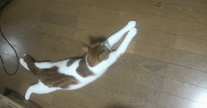 ネコ_ネズミ-02