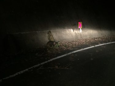 四国歩き遍路日記38日目：こっちみんな！鹿とアナグマにチラチラと…