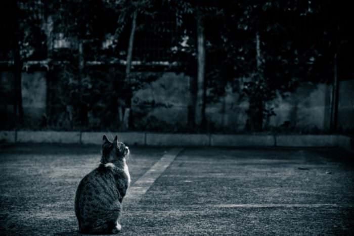 野良猫-05