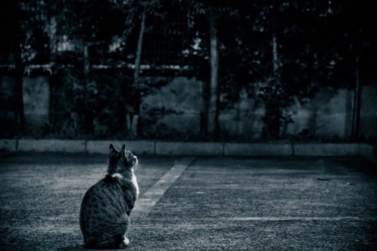 野良猫-05