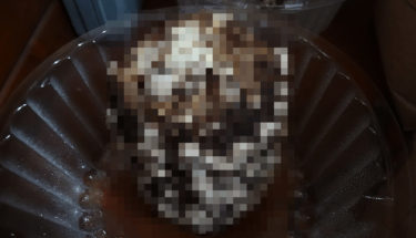 シイタケ栽培キットがAmazonでランキング1位なので育ててみた