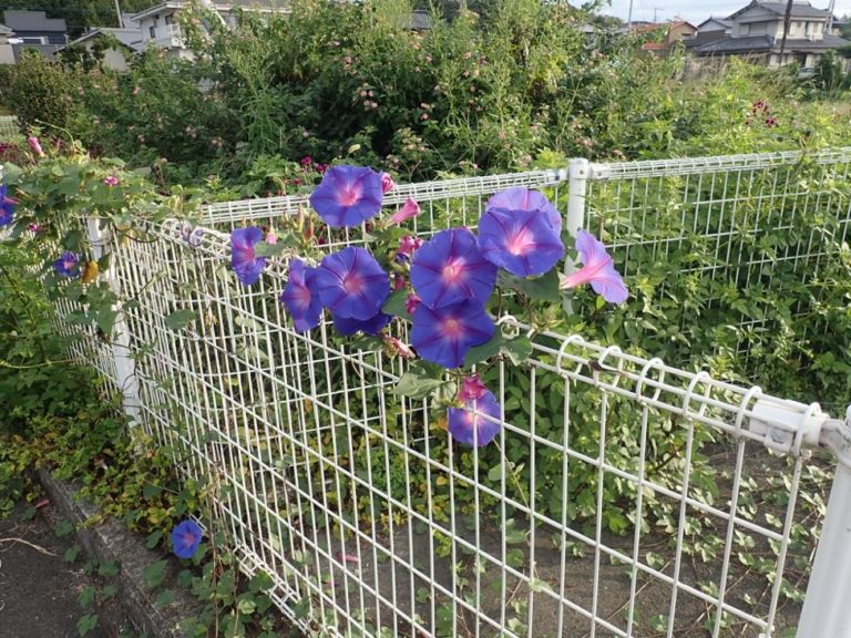 四国歩き遍路日記02日目-06