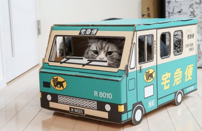 野良猫-06